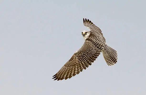 Gyrfalcon in flight with space for text