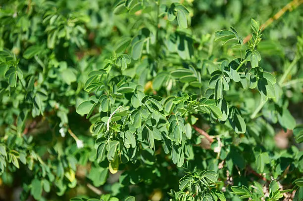 Moringa oleifera leaves background