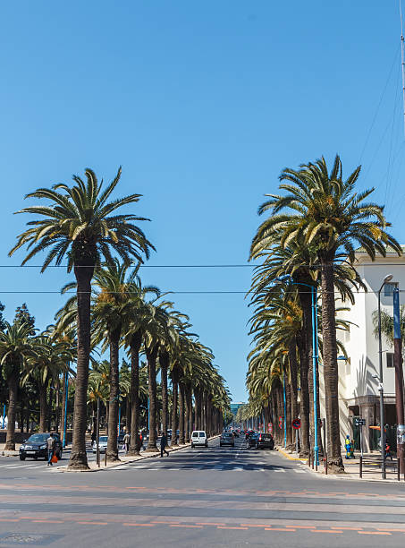 istock Palm trees on the street. 538528845