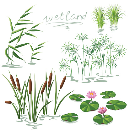 Set of wetland plants. Simplified image of  reed, water lily, cane and carex.