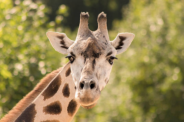 istock Portrait of a giraffe 538529489