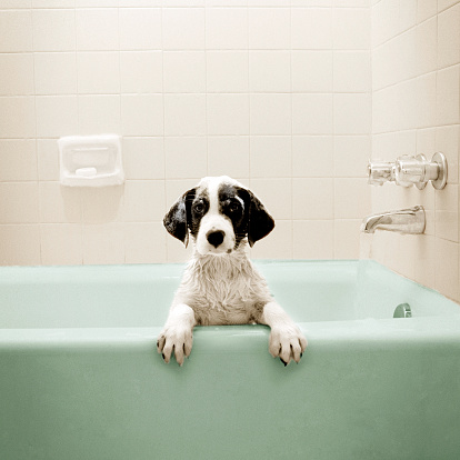 Puppy in Bathtub