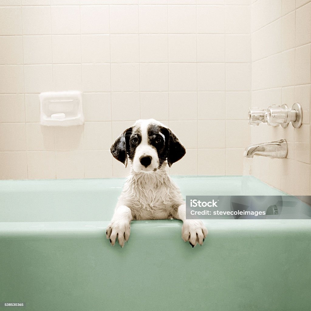 Puppy in Bathtub Dog Stock Photo