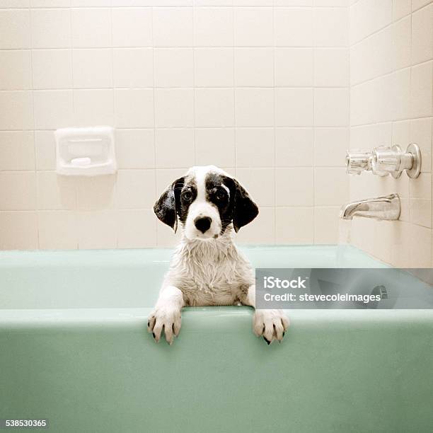 Puppy In Bathtub Stock Photo - Download Image Now - Dog, Bathtub, Puppy