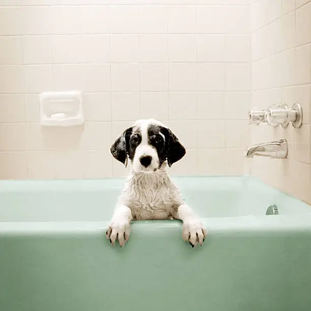 Photo of Puppy in Bathtub