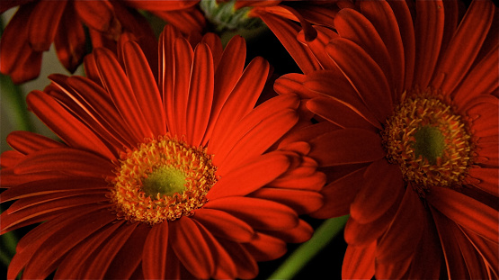 Red Gerbera illuminated by the last light of day.