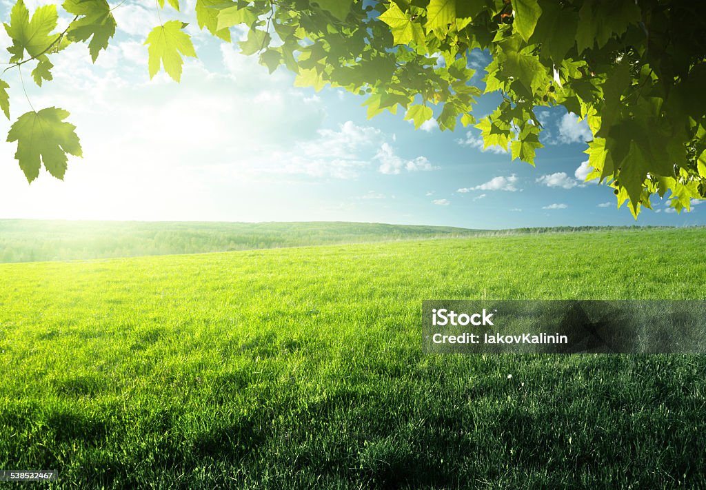 Bereich der Frühling Gras und Wald - Lizenzfrei Grün Stock-Foto