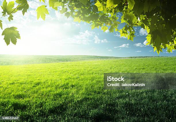 Bereich Der Frühling Gras Und Wald Stockfoto und mehr Bilder von Grün - Grün, Wiese, Natur