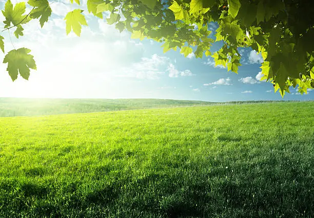 Photo of field of spring grass and forest