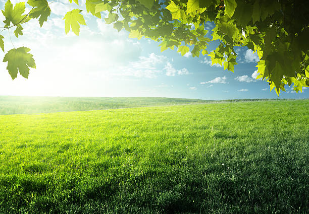 campo de grama de primavera e floresta - landscape hill green grass imagens e fotografias de stock