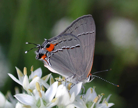 Close-up of a Gray Hairstreak showing the colorful ventral wing surface and the double \