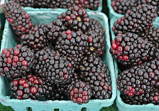 istock Trays of Blackberries 538533649