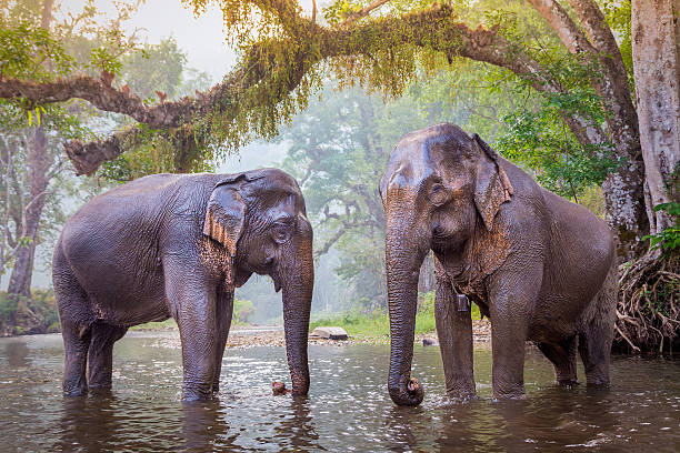 istock The elephants in Sangkhlaburi, Kanjanaburi, Thailand. 538533741