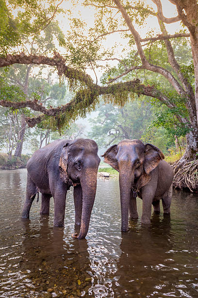 istock The elephants in Sangkhlaburi, Kanjanaburi, Thailand. 538533743