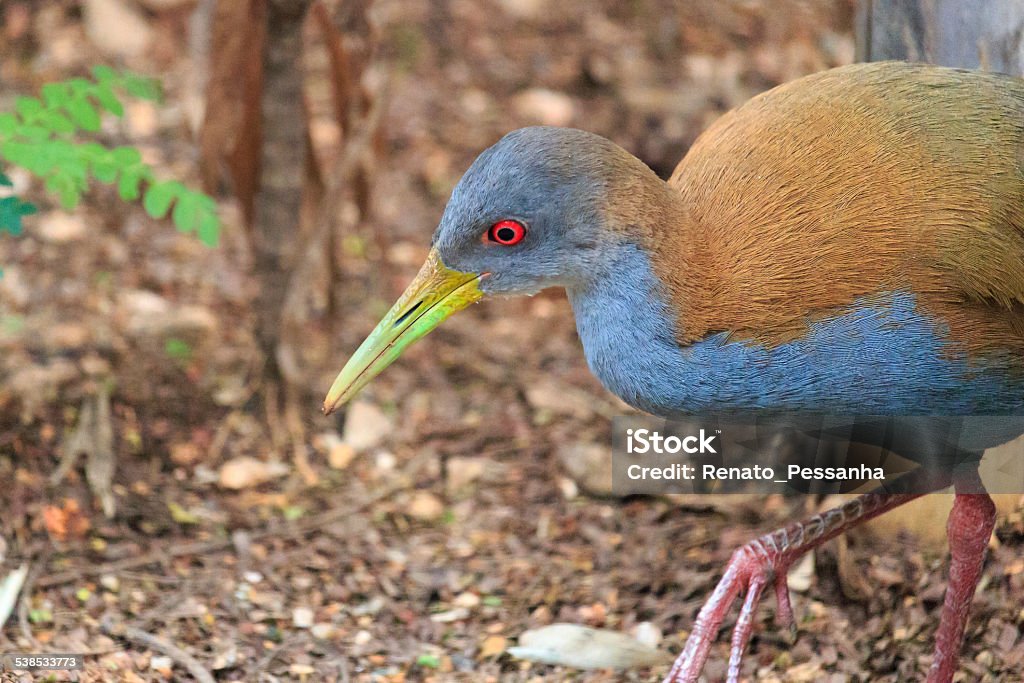 Saracura-do-mato / Aramides saracura Quinzinho de Barros Municipal Zoological Park: PZMQB, Sorocaba, SP, Brazil 2015 Stock Photo