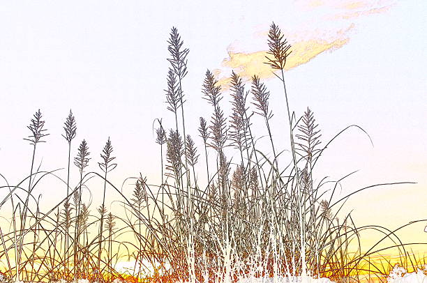 istock reeds of grass  and Grass flower 538533897
