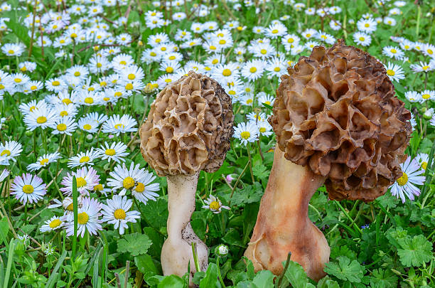 para morchella esculenta - morel mushroom edible mushroom food bizarre zdjęcia i obrazy z banku zdjęć