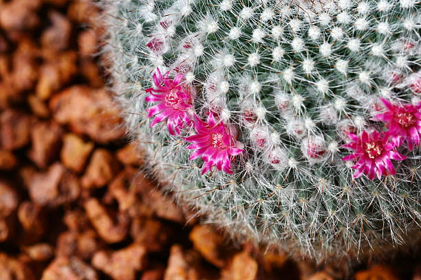 istock close up cactus with pink flower 538534707