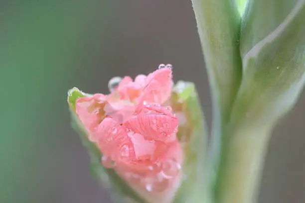 close up raindrop on flower, gladiolus flowerclose up raindrop on flower, gladiolus flower