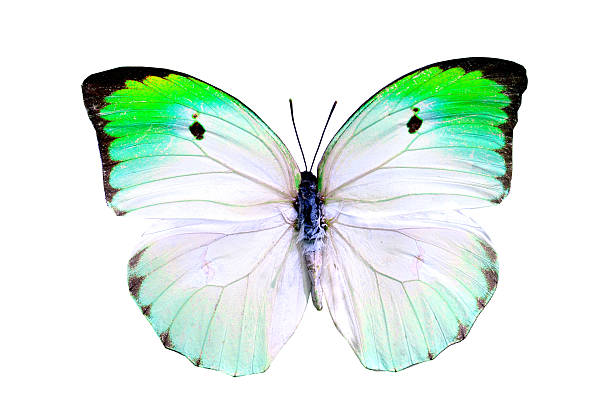 istock colorful butterfly isolated on white 538535065