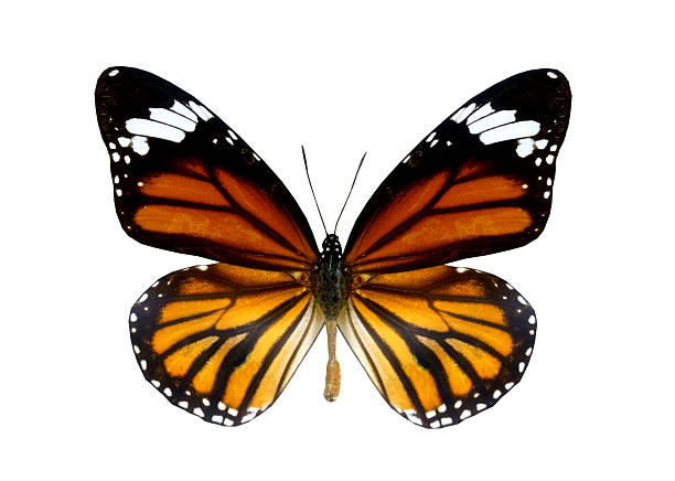 istock colorful butterfly isolated on white 538535101