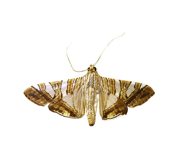 istock colorful butterfly isolated on white 538535153