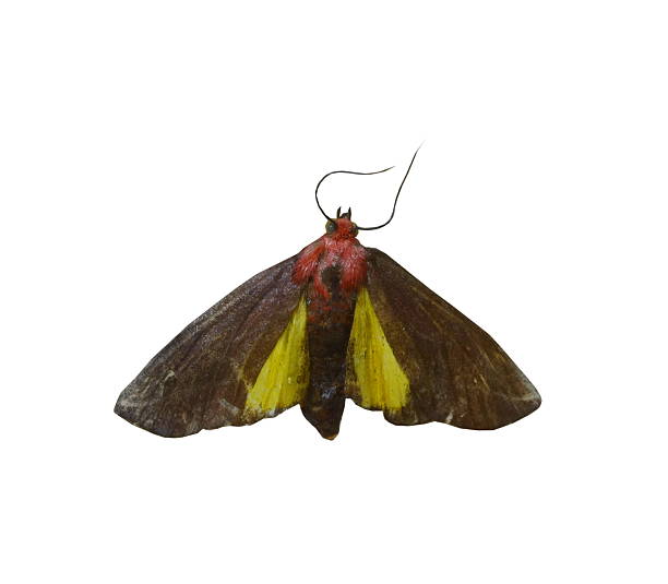 istock colorful butterfly isolated on white 538535217
