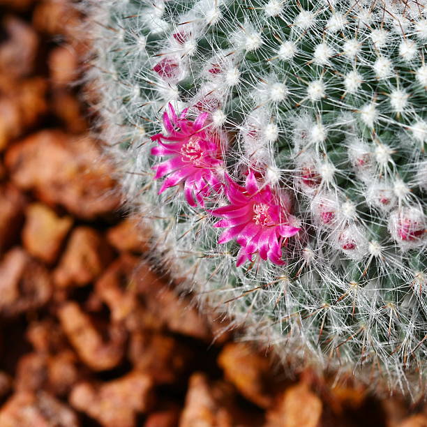 istock close up cactus with pink flower 538535245