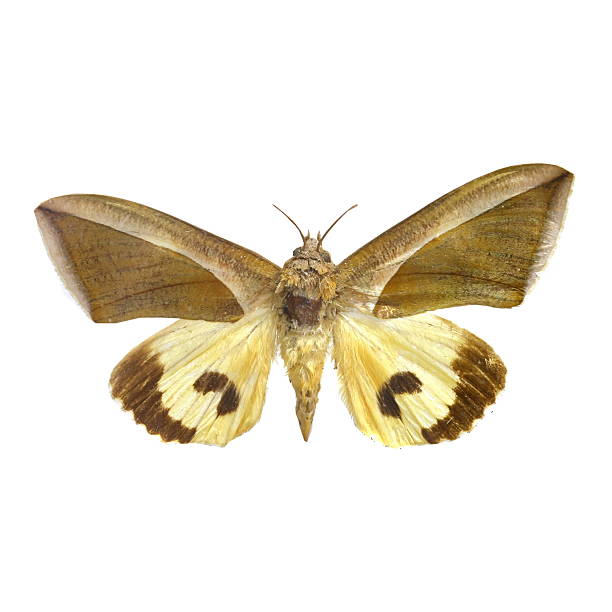istock colorful butterfly isolated on white 538535787