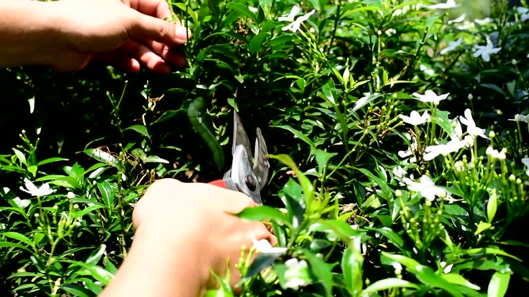 Gardener cutting branch of tree with Pruning shears