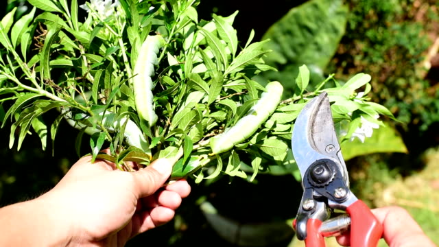 Gardener show branch of tree, Pruning shears and Green caterpillar