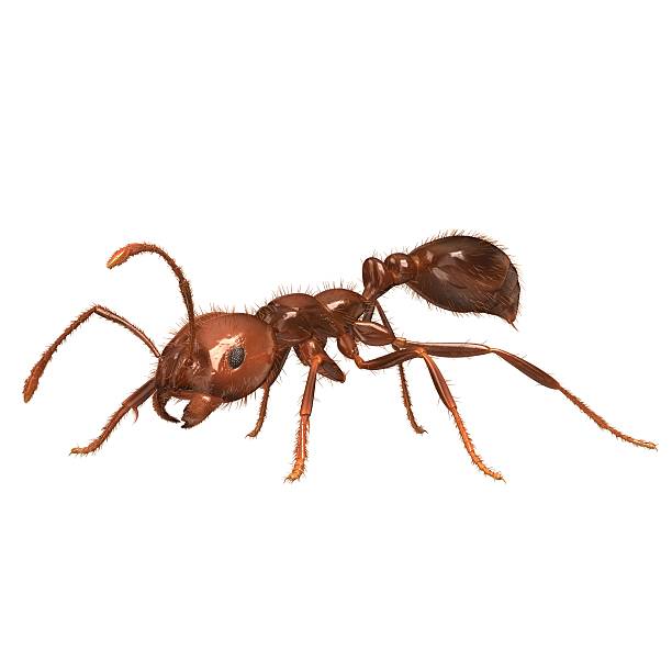 solenopsis invicta rendu en 3d « fourmi de feu rouge » - wood ant photos et images de collection