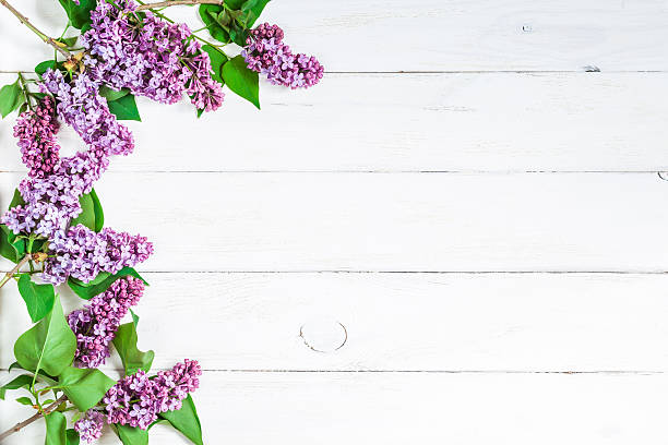istock lilac flowers on white wooden background, top view, flat lay 538558544