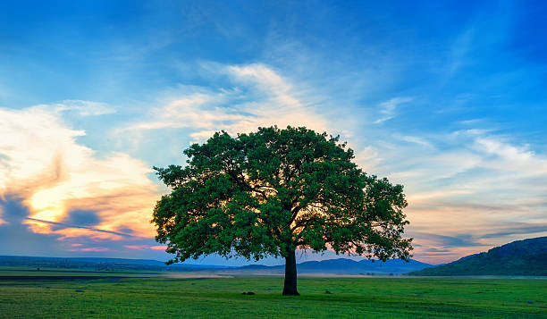 istock Beautiful and old Oak at the sunset 538558732