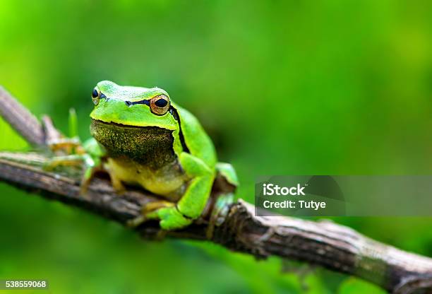 Green Frog Stock Photo - Download Image Now - Amphibian, Animal, Animal Body Part