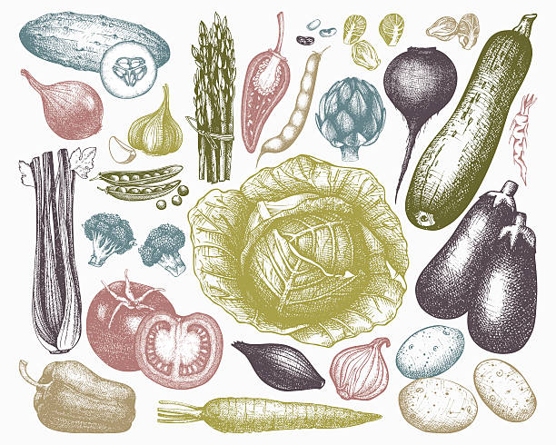 벡터 야채면 컬레션. - vegetable asparagus cauliflower legume stock illustrations