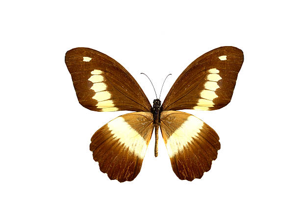 istock colorful butterfly isolated on white 538561231