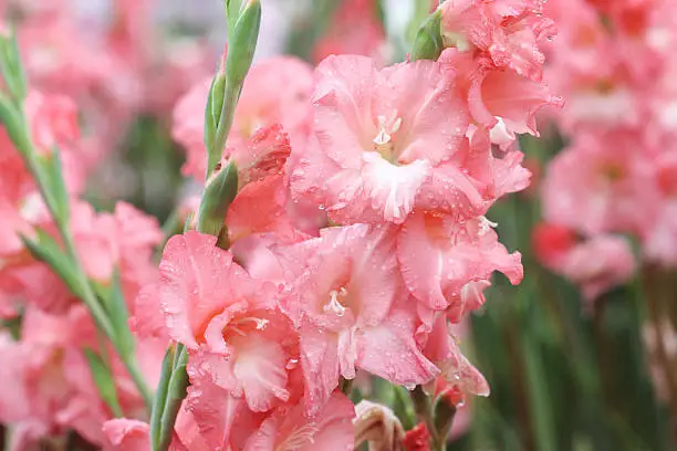 close up raindrop on flower, gladiolus flowerclose up raindrop on flower, gladiolus flower