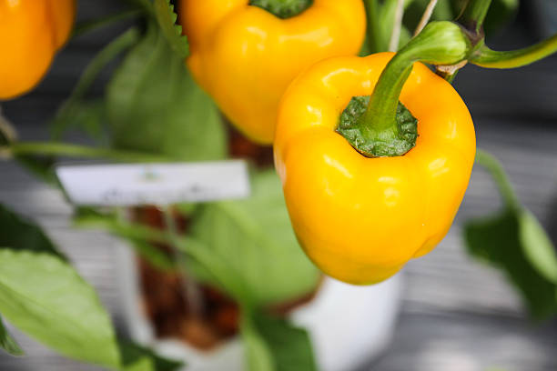yellow sweet bell pepper paprika in the farm