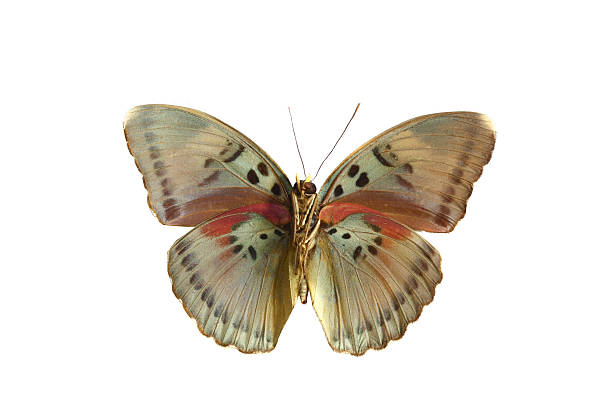 istock colorful butterfly isolated on white 538561625