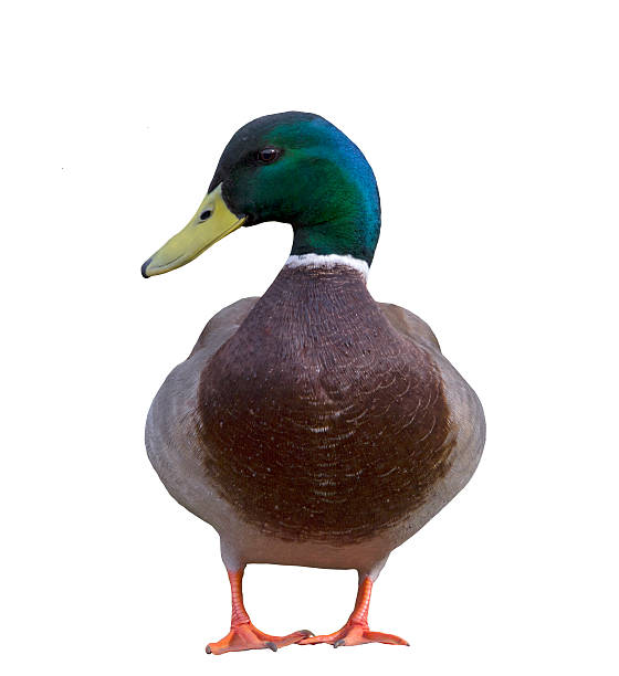 istock Front view of Duck on white background 538562383