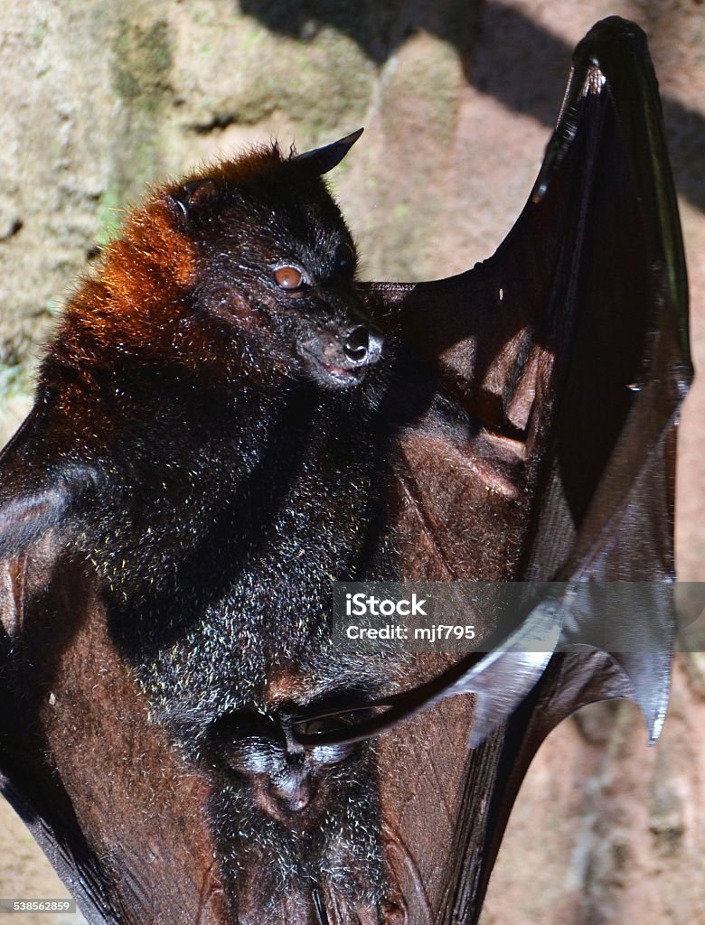 Fruit Bat A hanging Fruit Bat 2015 Stock Photo