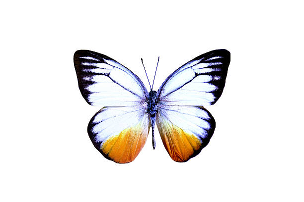 istock colorful butterfly isolated on white 538563053