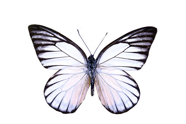 istock colorful butterfly isolated on white 538563059
