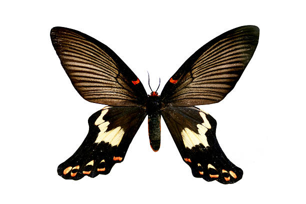 istock colorful butterfly isolated on white 538563067