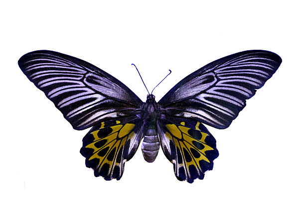 istock colorful butterfly isolated on white 538563315