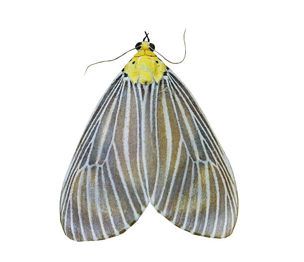 istock colorful butterfly isolated on white 538563339
