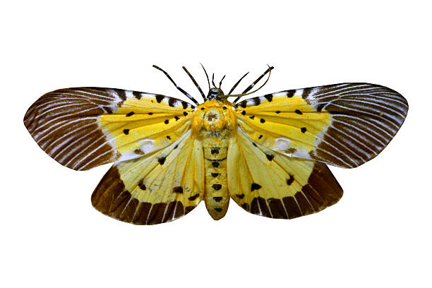 istock colorful butterfly isolated on white 538563581
