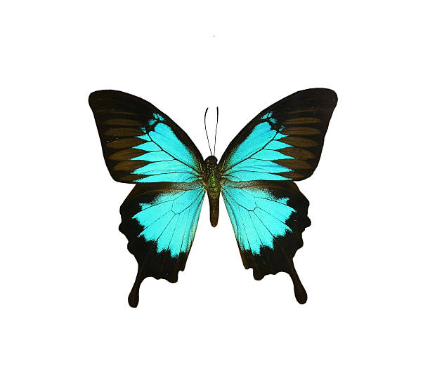 istock colorful butterfly isolated on white 538563827