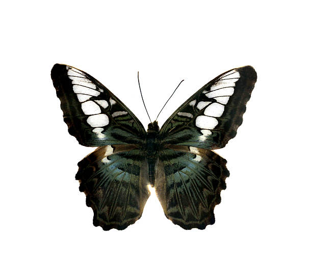 istock colorful butterfly isolated on white 538563867